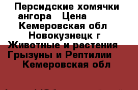 Персидские хомячки ангора › Цена ­ 100 - Кемеровская обл., Новокузнецк г. Животные и растения » Грызуны и Рептилии   . Кемеровская обл.